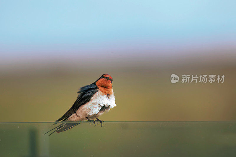 欢迎吞咽(Hirundo neoxena)